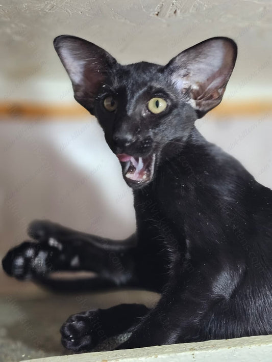 Oriental kitten name "Wolfcat"