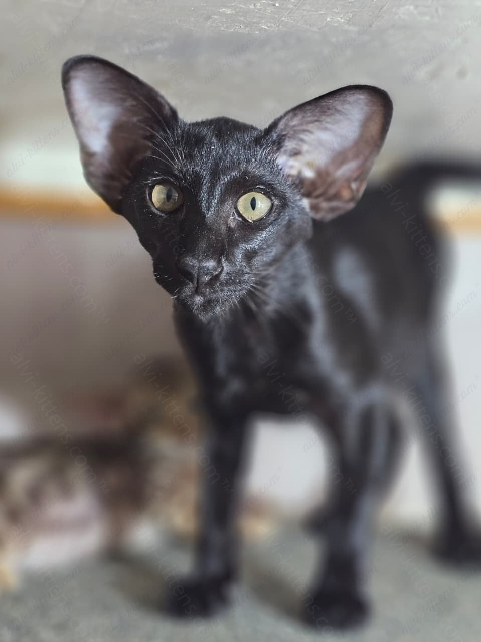 Oriental kitten name "Wolfcat"
