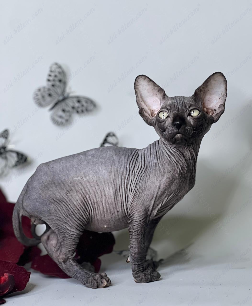 Dwelf Kitten Name "Cole"