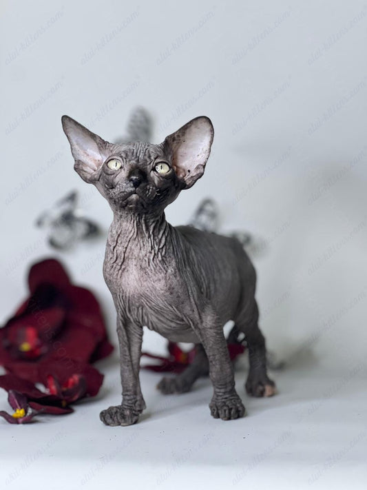 Dwelf Kitten Name "Cole"