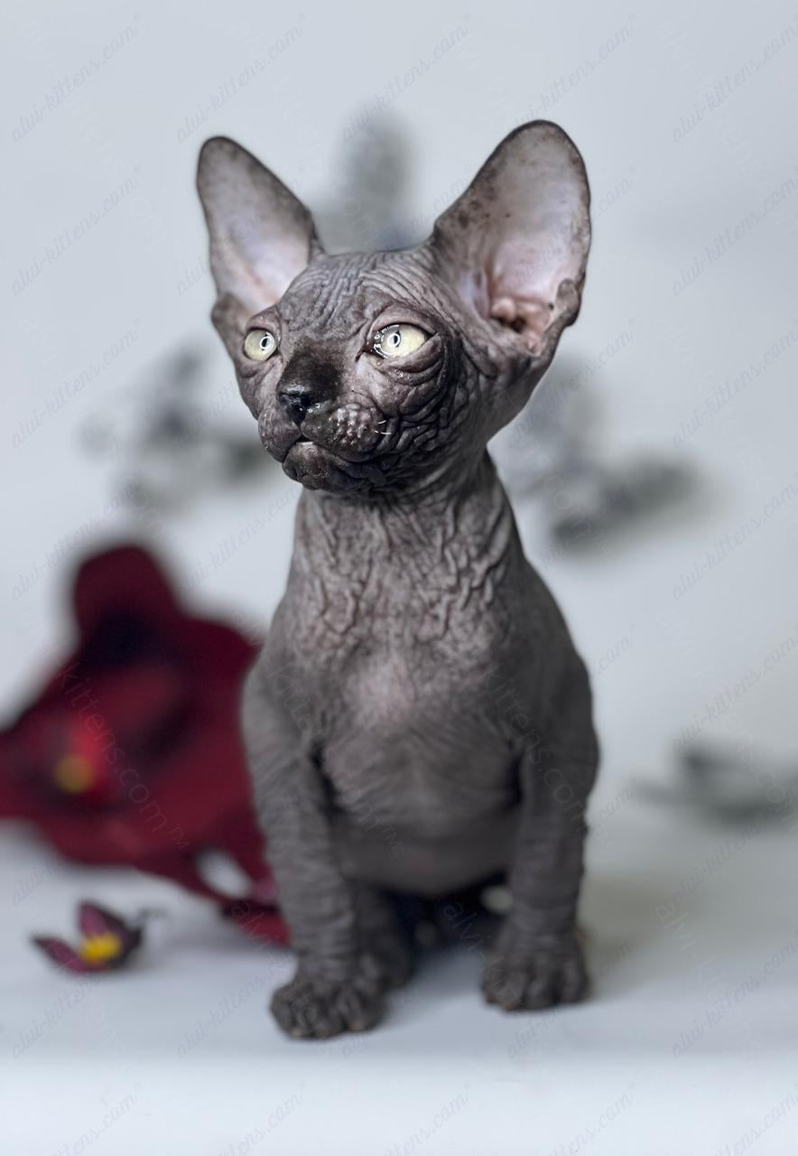 Dwelf Kitten Name "Cole"