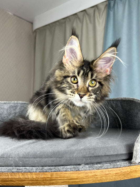 Maine Coon Kitten Name "Fiona"