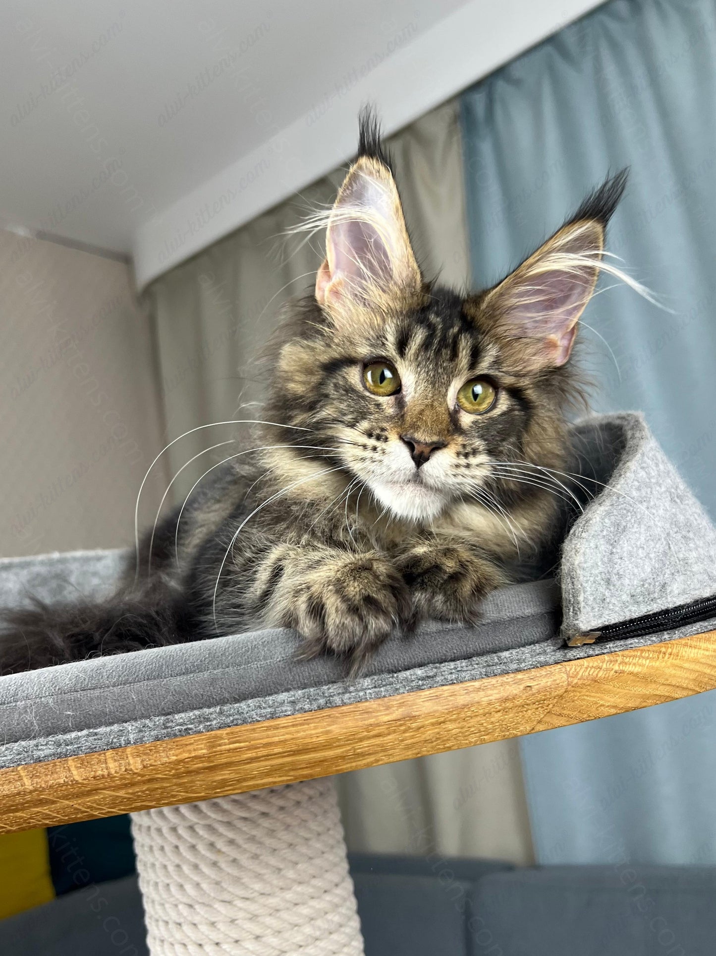 Maine Coon Kitten Name "Fiona"
