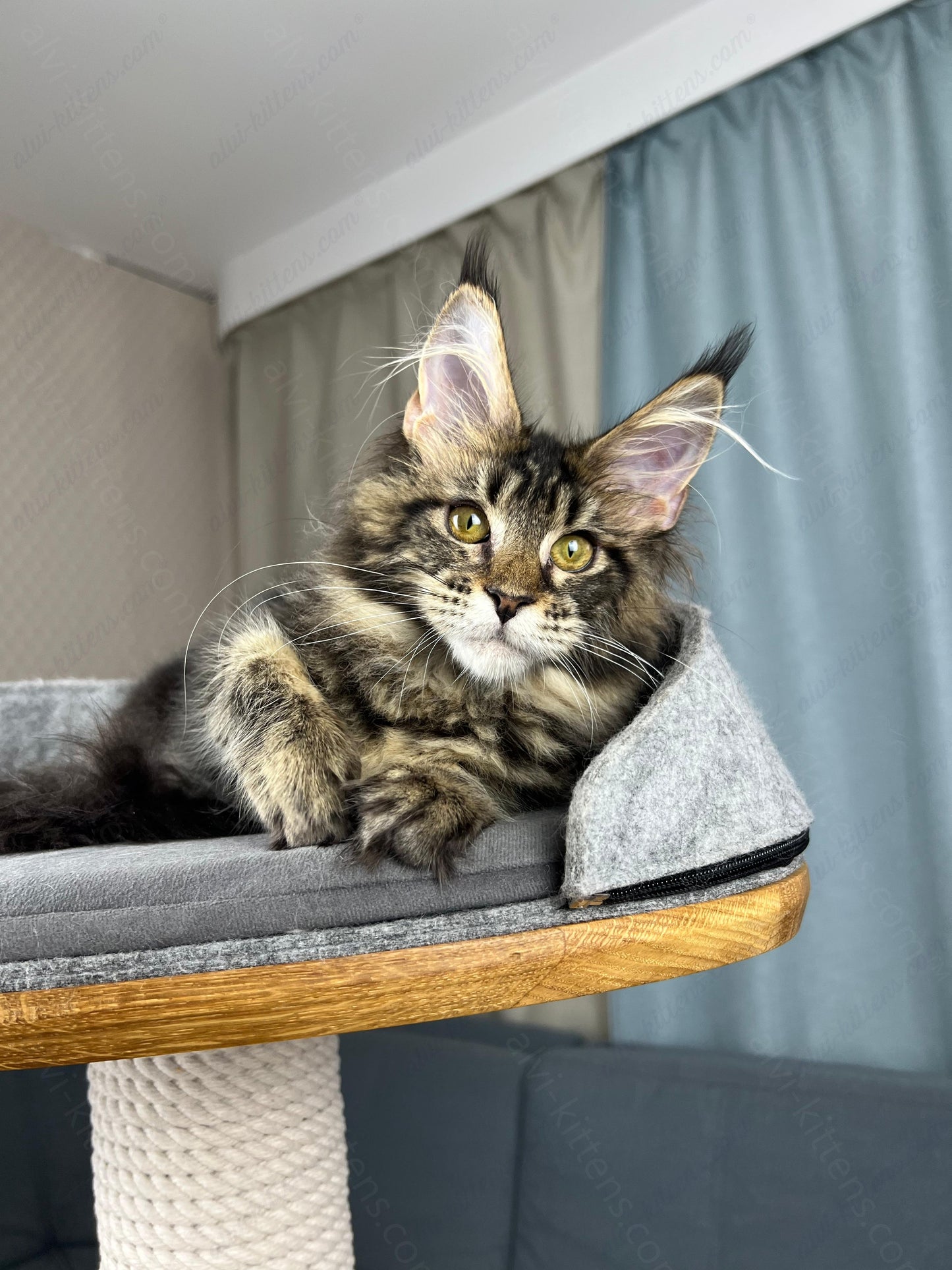Maine Coon Kitten Name "Fiona"