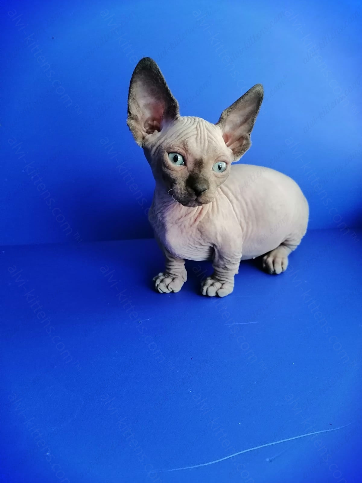 Bambino Kitten Name "Gricha"