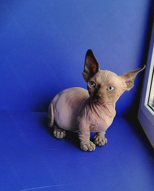 Bambino Kitten Name "Gricha"