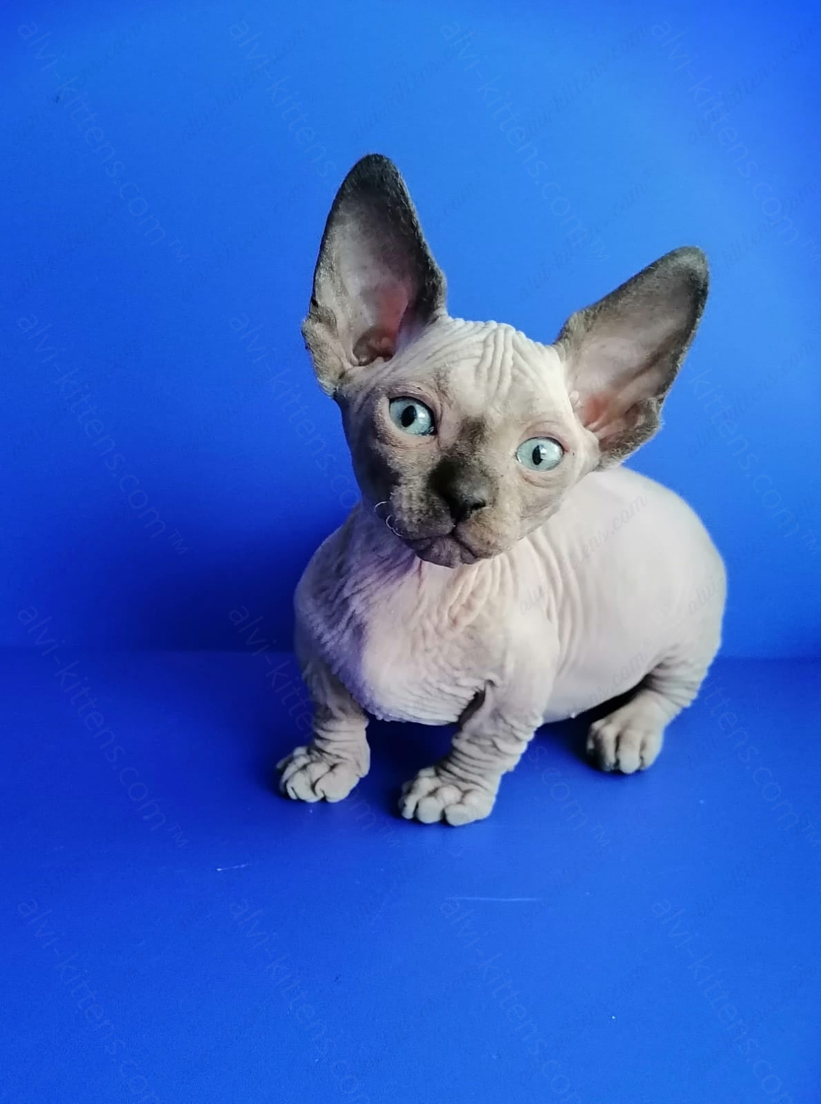 Bambino Kitten Name "Gricha"