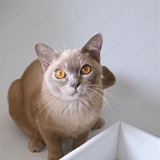Burmese Kitten Name "Graf"