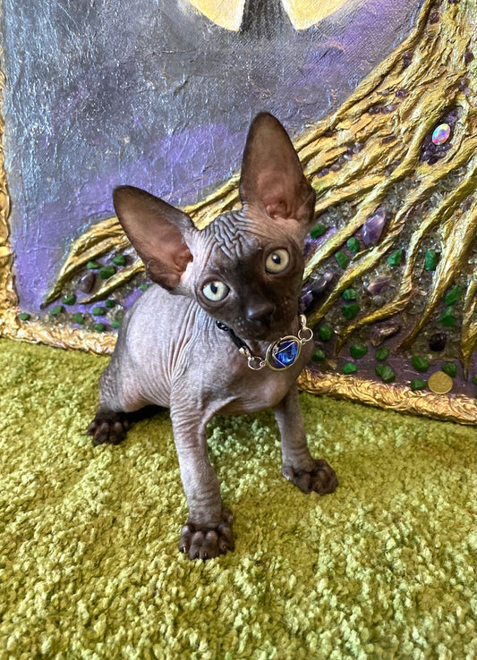 Canadian Sphynx Kitten "Adelina"