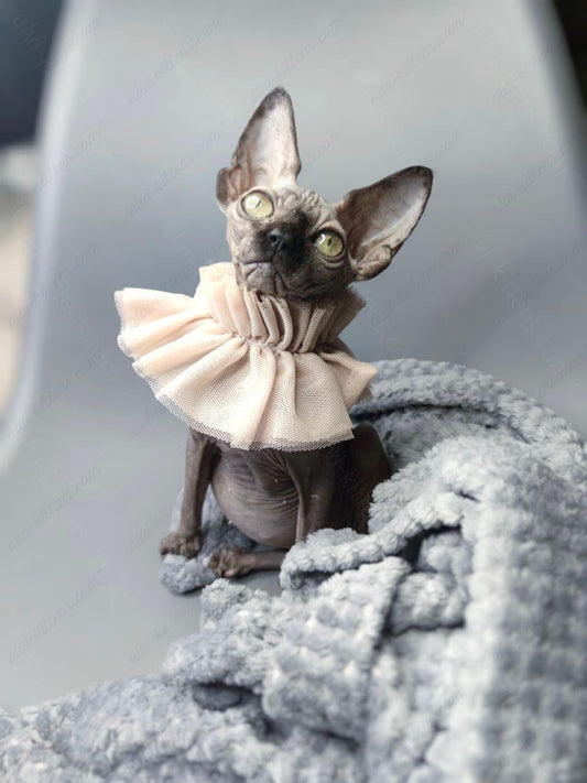 Canadian Sphynx Kitten "Davinci Vida"