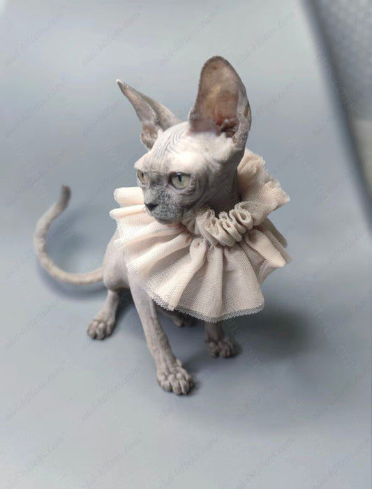Canadian Sphynx Kitten "Darly"