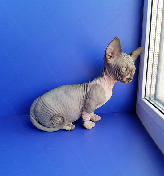 Bambino Kitten Name "Gray"