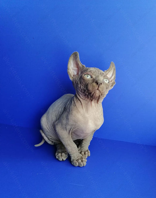 Elf  kitten name "Gamlet"