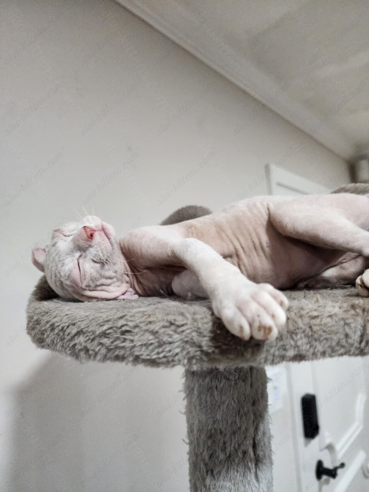 Canadian Sphynx "Csf-024" green-eyed  * Available NOW in Warrington *