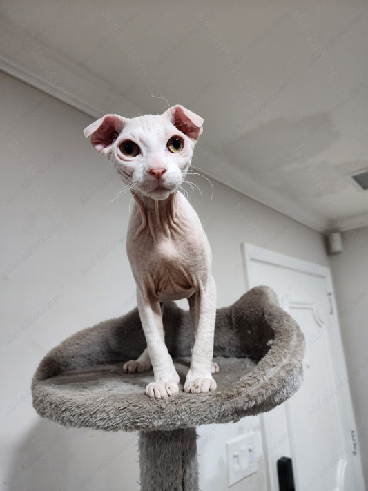 Canadian Sphynx "Csf-024" green-eyed  * Available NOW in Warrington *