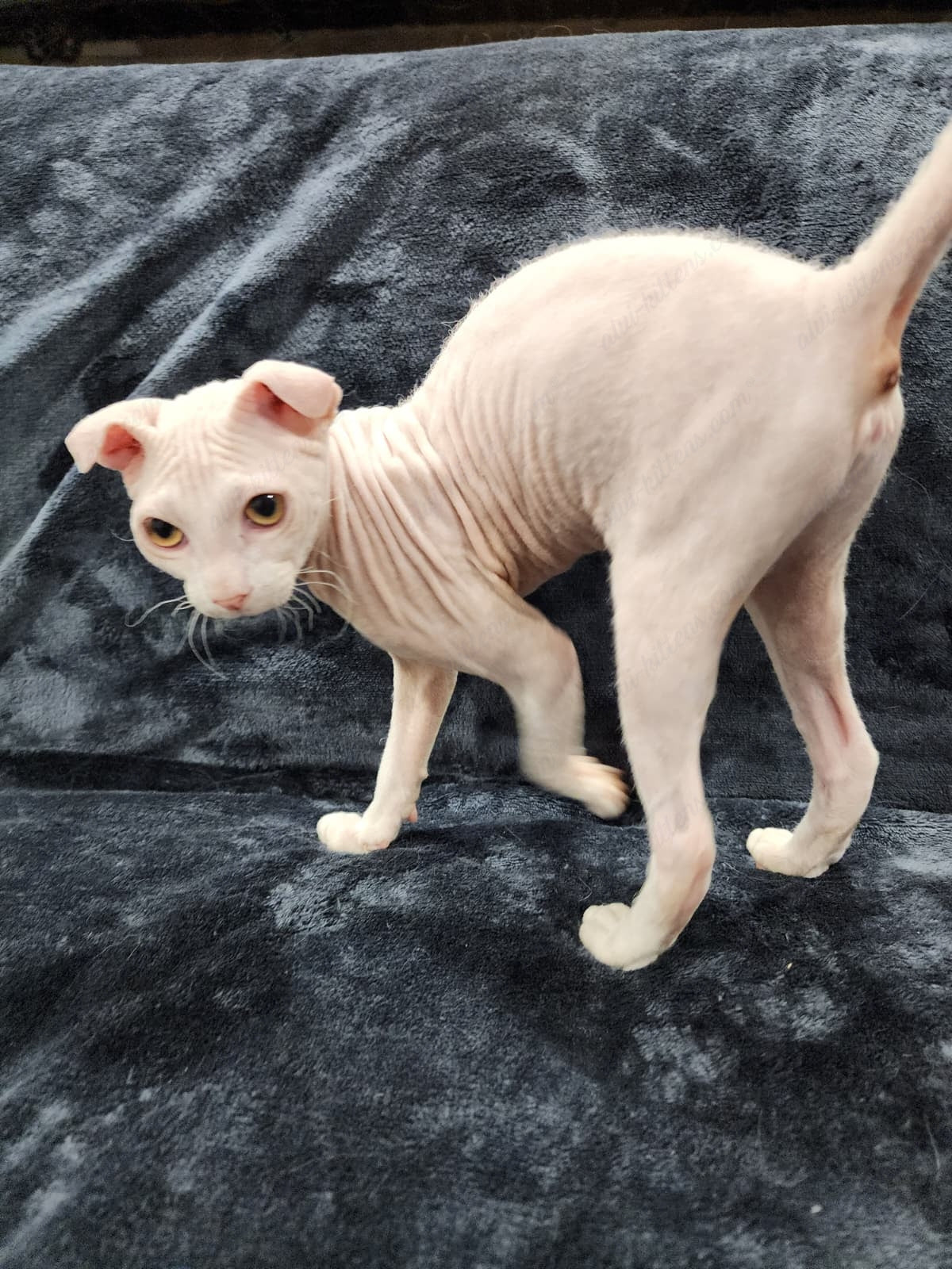 Canadian Sphynx "Csf-024" green-eyed  * Available NOW in Warrington *