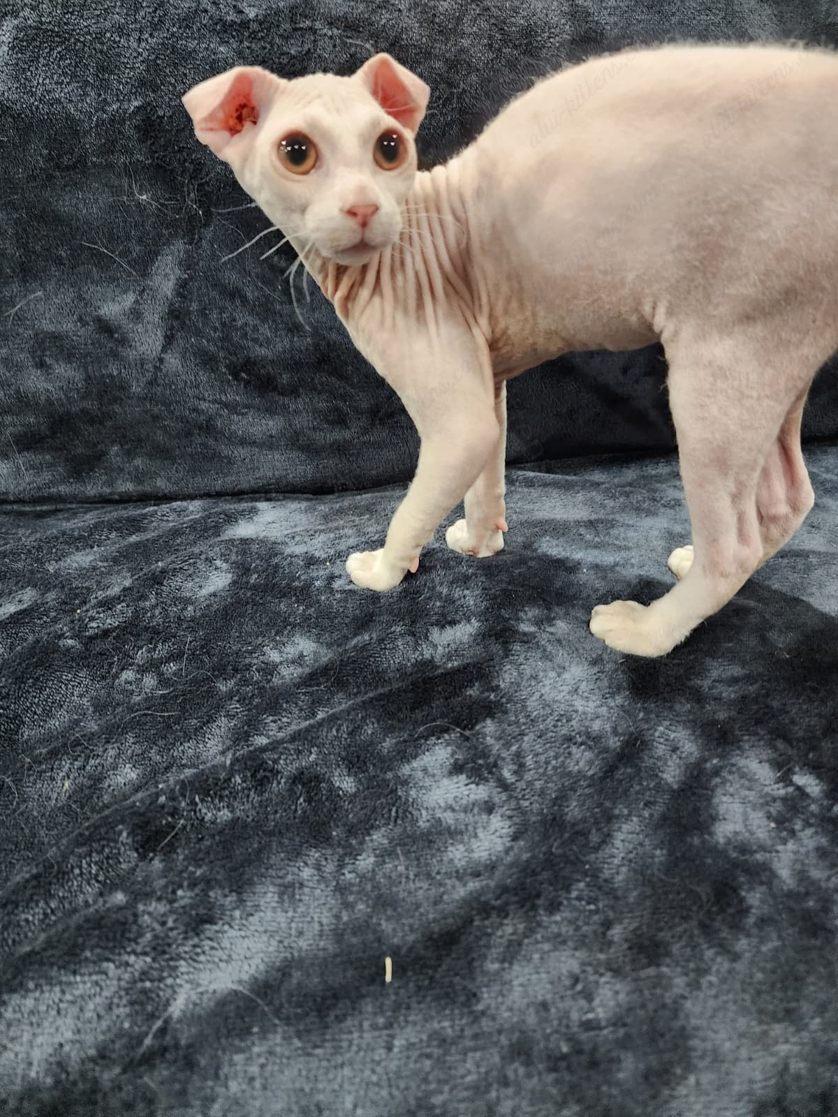 Canadian Sphynx "Csf-024" green-eyed  * Available NOW in Warrington *