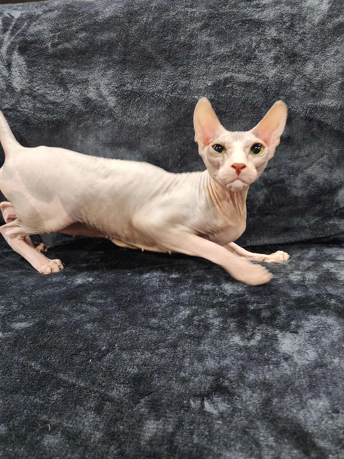 Don Sphynx "Aphrodite"   * Available NOW in Warrington *