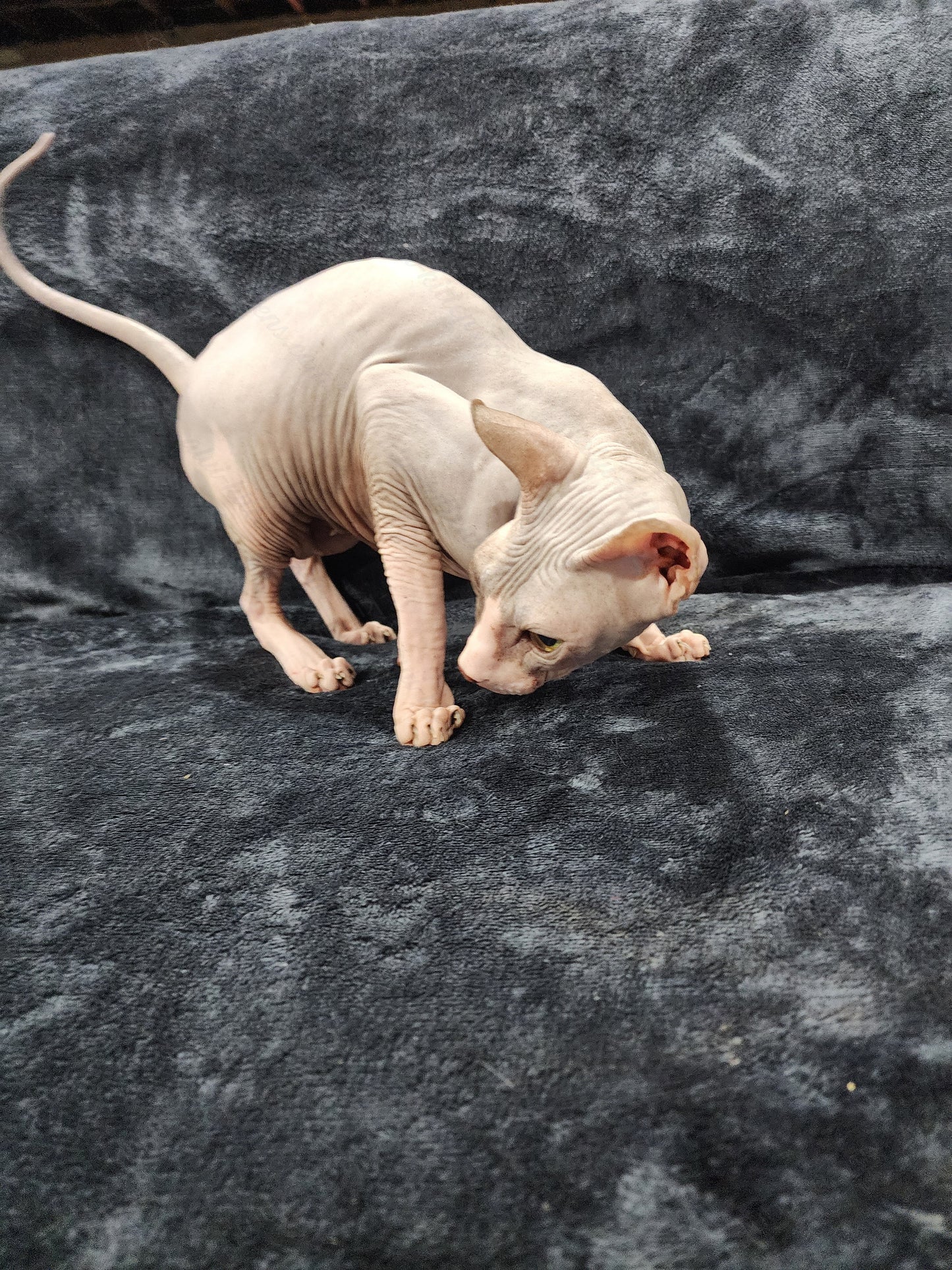 Don Sphynx "Aphrodite"   * Available NOW in Warrington *