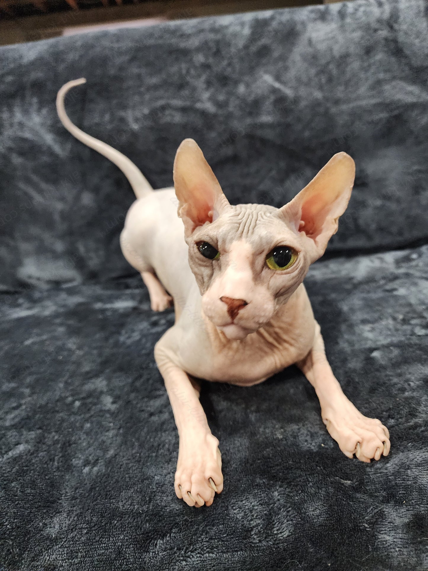 Don Sphynx "Aphrodite"   * Available NOW in Warrington *