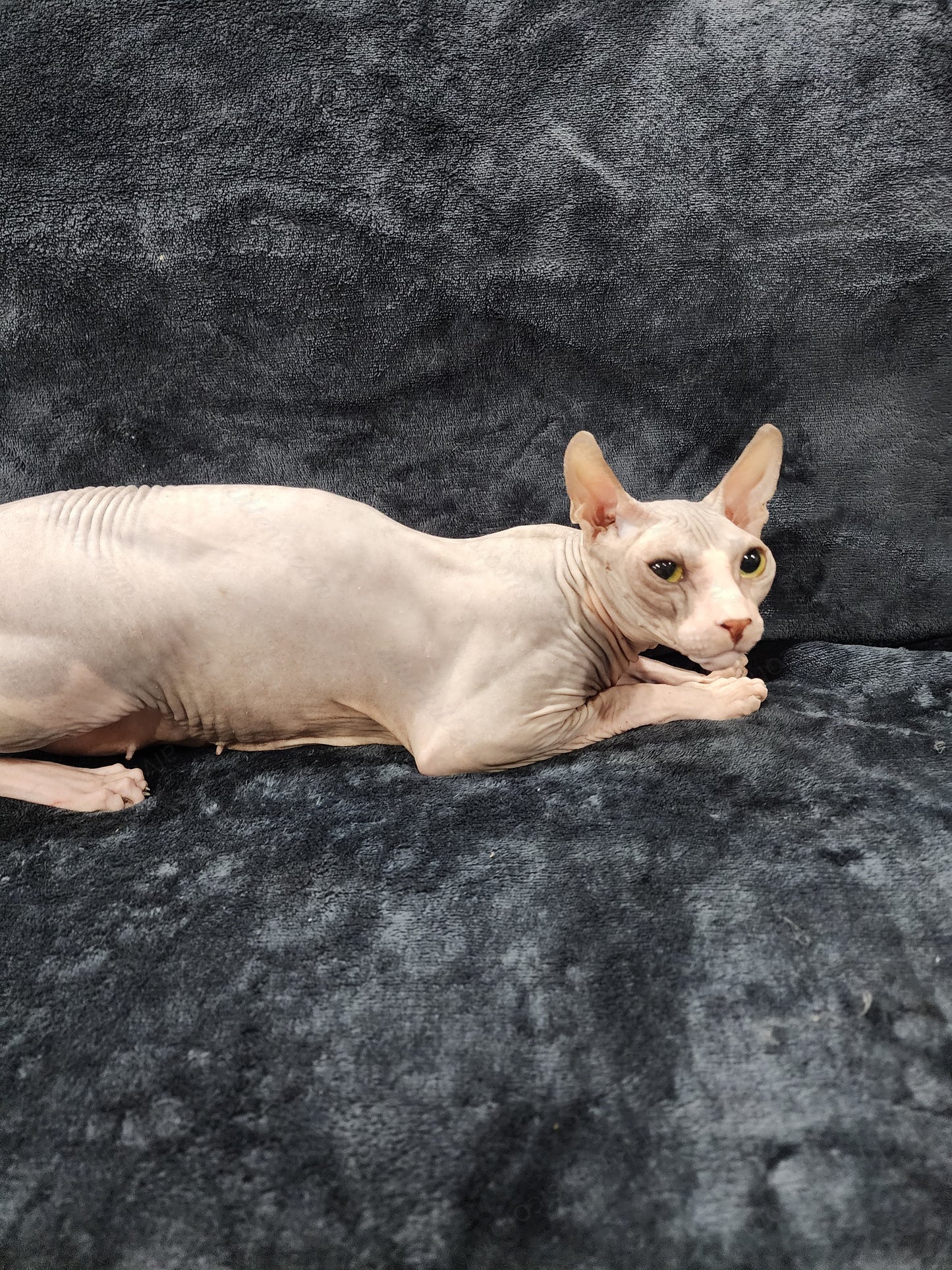 Don Sphynx "Aphrodite"   * Available NOW in Warrington *