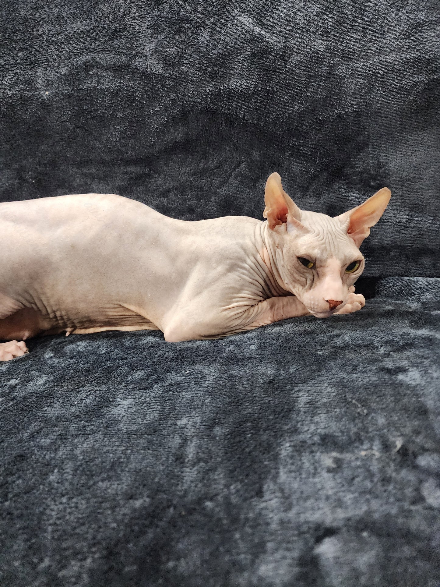 Don Sphynx "Aphrodite"   * Available NOW in Warrington *