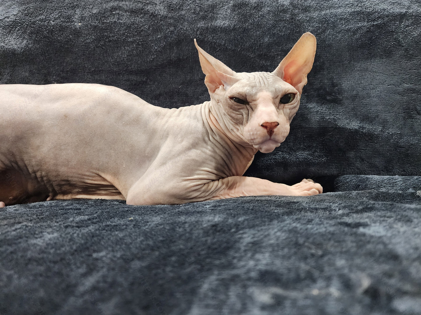 Don Sphynx "Aphrodite"   * Available NOW in Warrington *