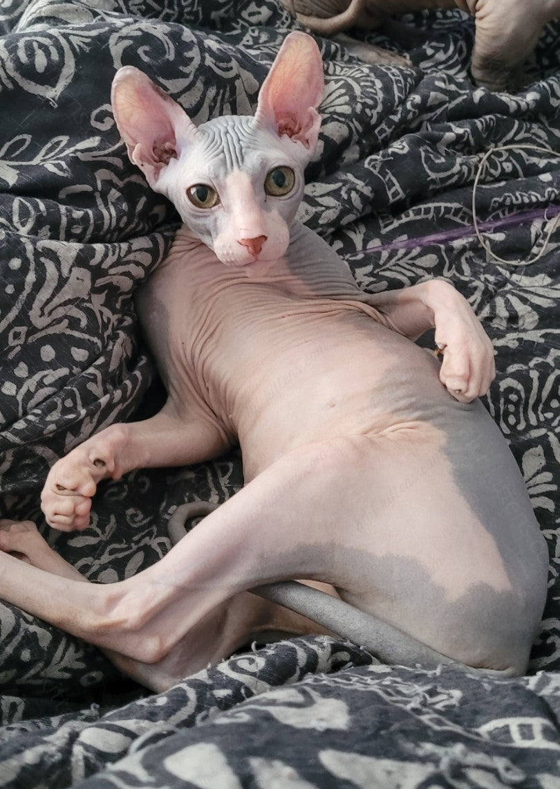 Don Sphynx "Aphrodite"   * Available NOW in Warrington *