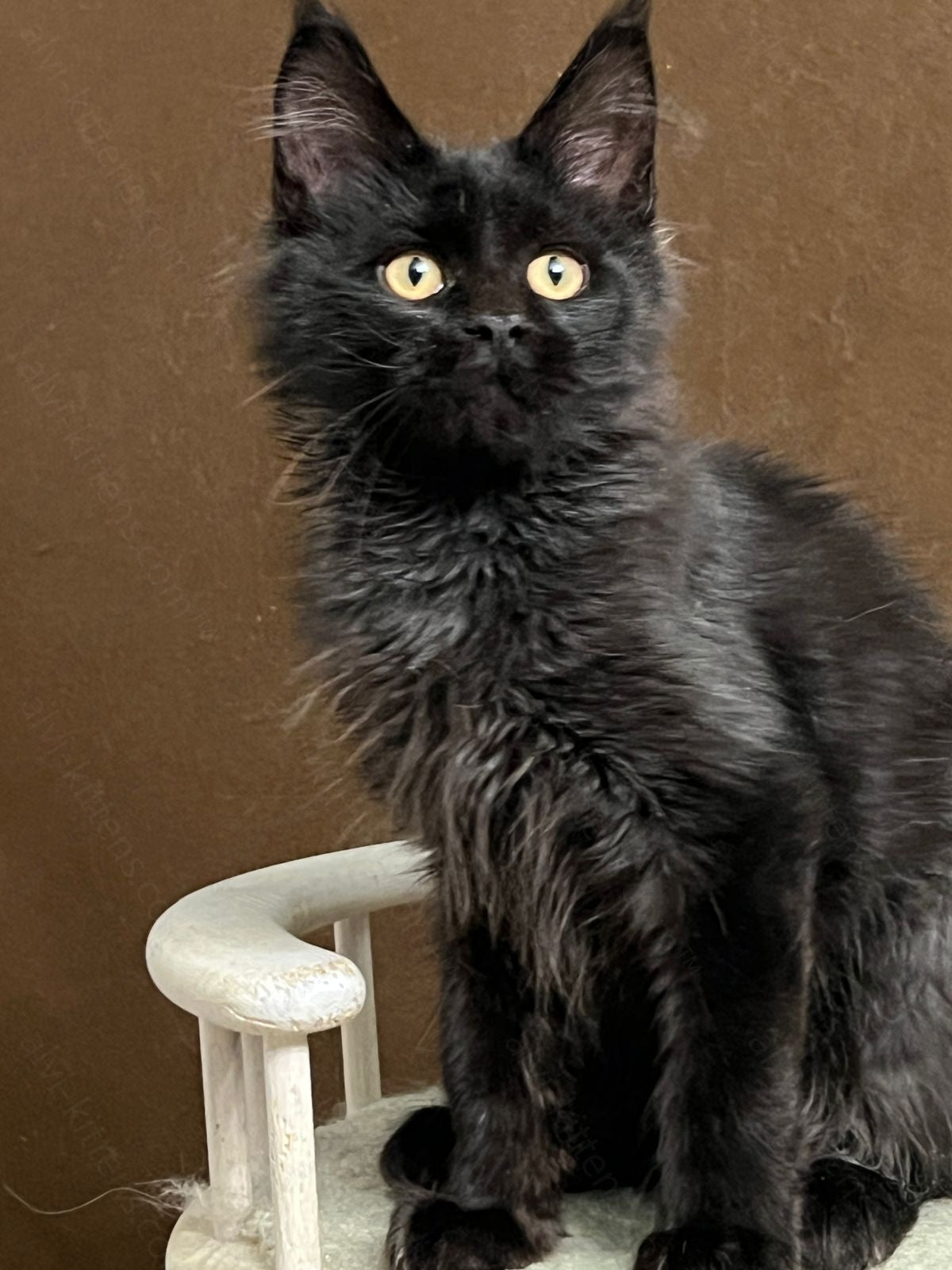 Maine Coon Kitten Name "Umbra"