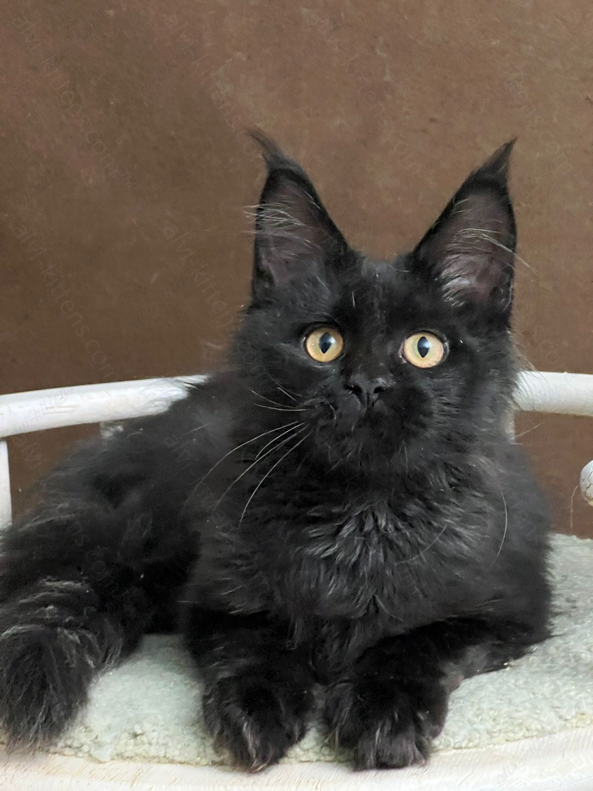 Maine Coon Kitten Name "Umbra"