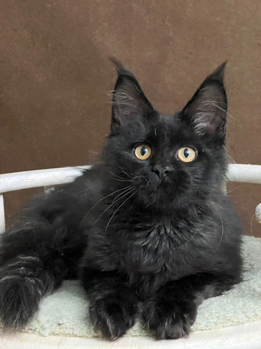 Maine Coon Kitten Name "Umbra"