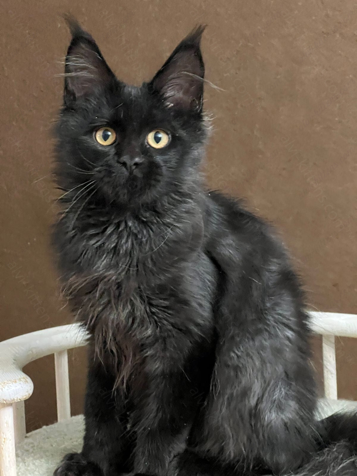 Maine Coon Kitten Name "Umbra"