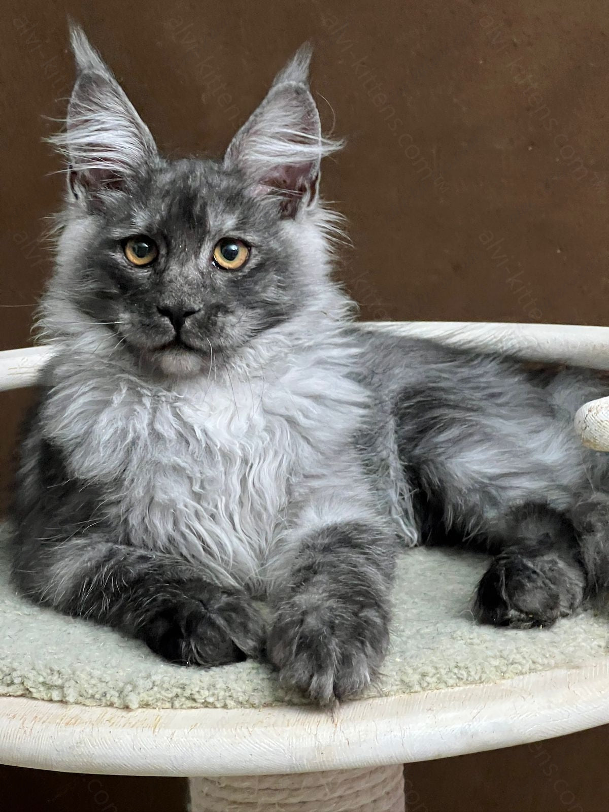 Maine Coon Kitten Name "Urso"