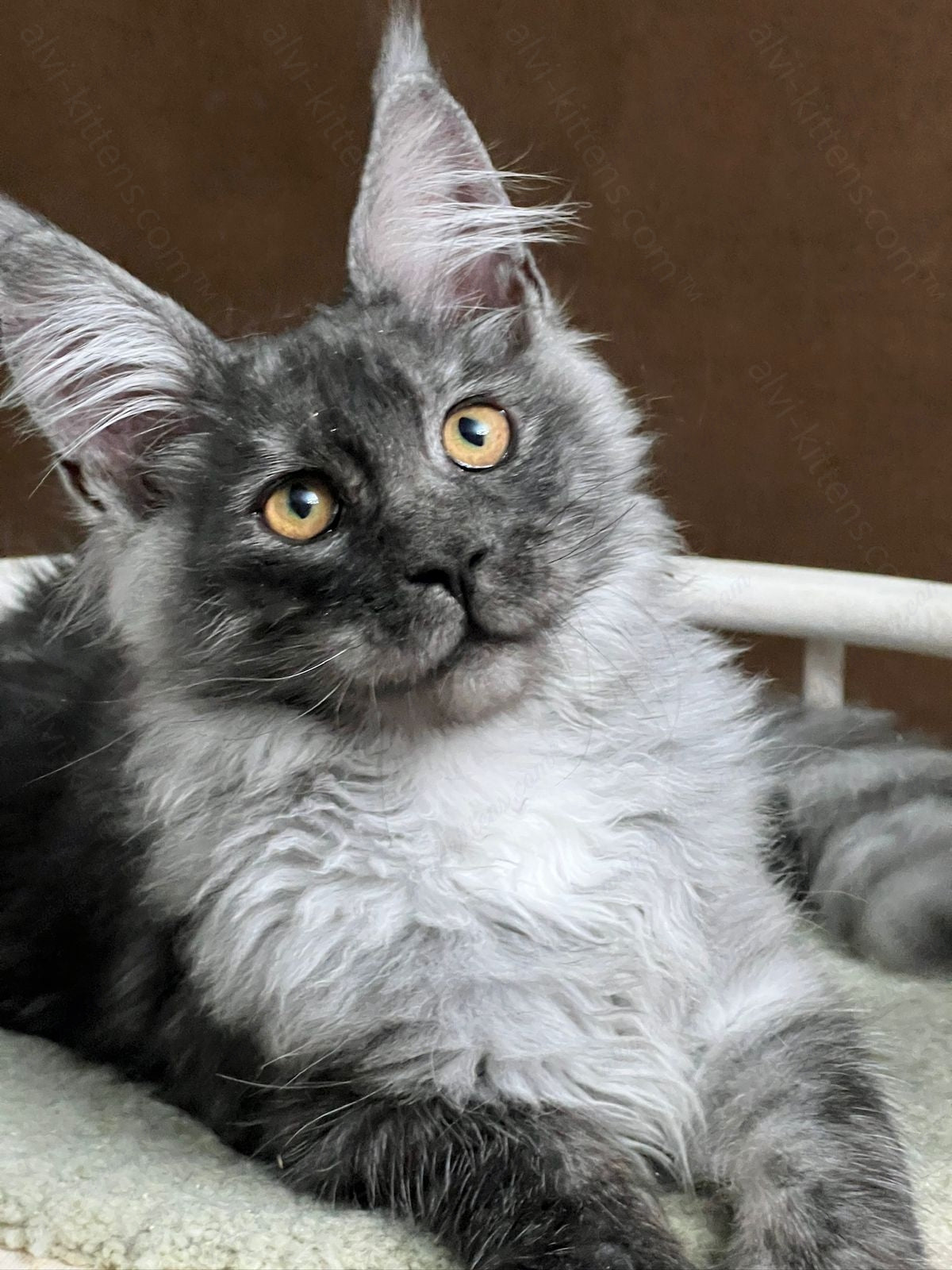 Maine Coon Kitten Name "Urso"