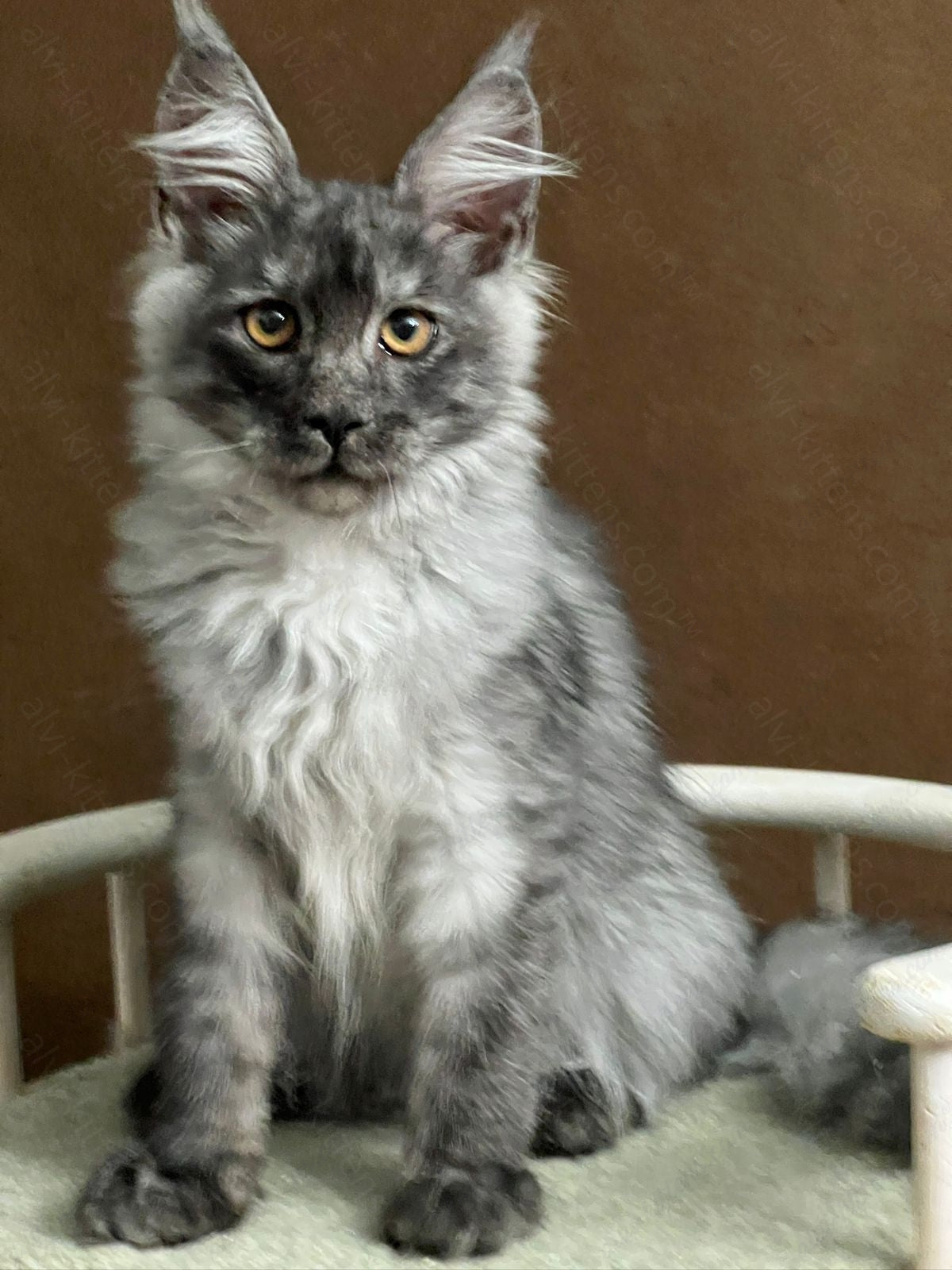 Maine Coon Kitten Name "Urso"