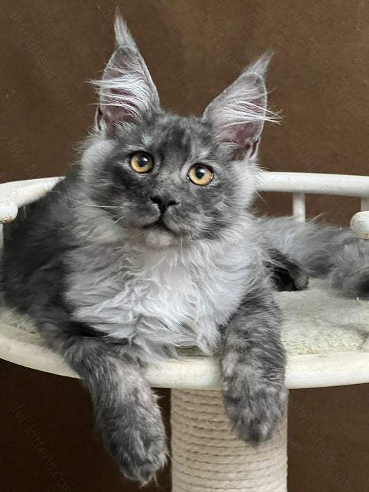 Maine Coon Kitten Name "Urso"