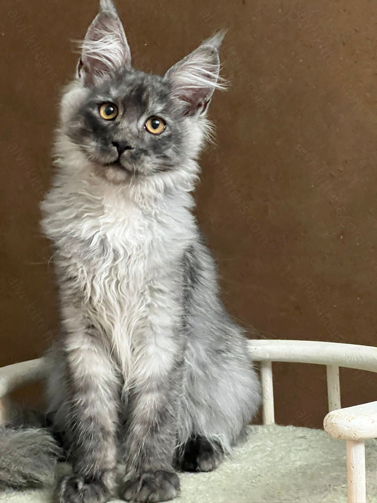 Maine Coon Kitten Name "Urso"