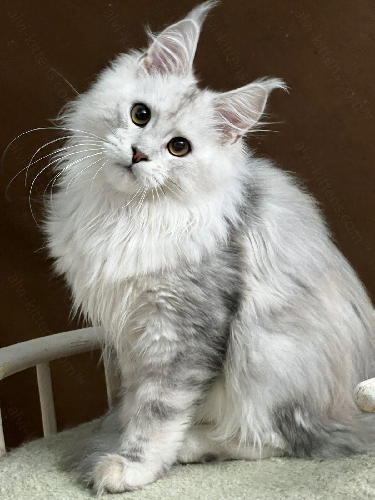 Maine Coon Kitten Name "Victor"