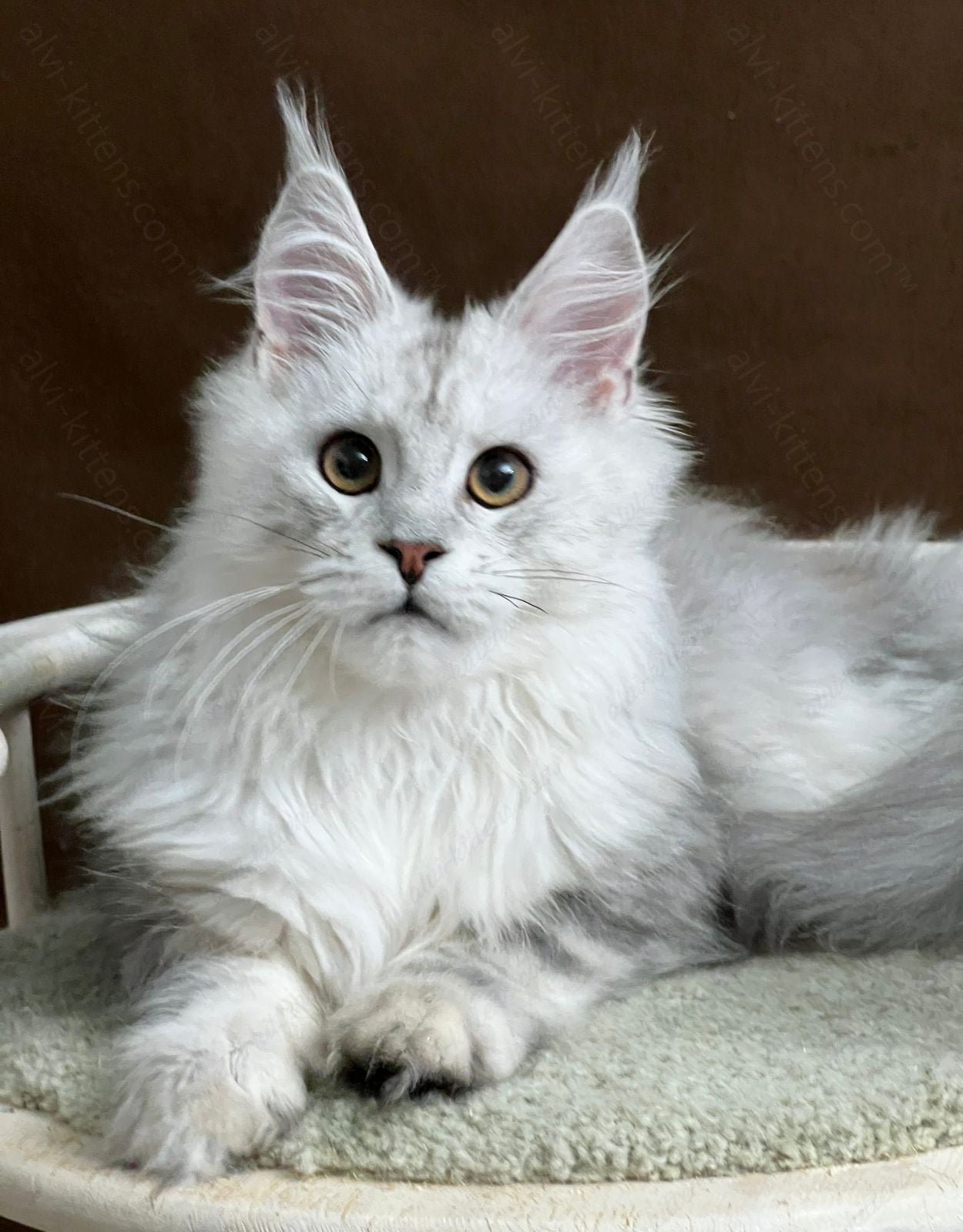 Maine Coon Kitten Name "Victor"