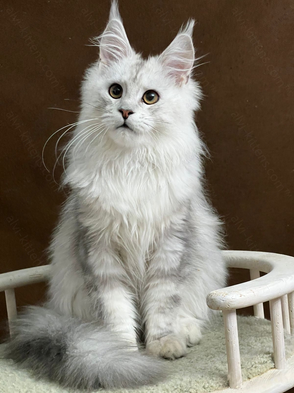 Maine Coon Kitten Name "Victor"