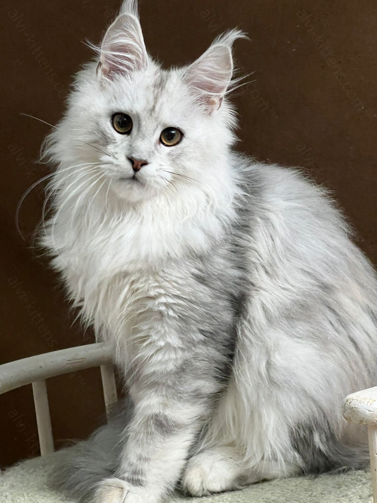 Maine Coon Kitten Name "Victor"