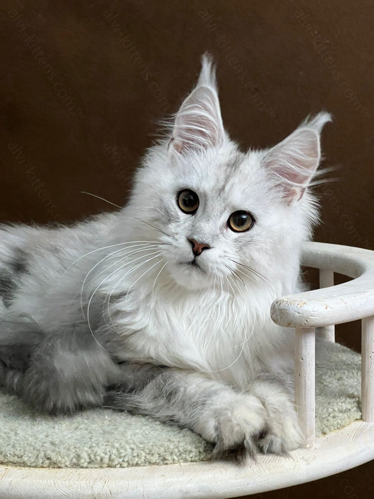 Maine Coon Kitten Name "Victor"