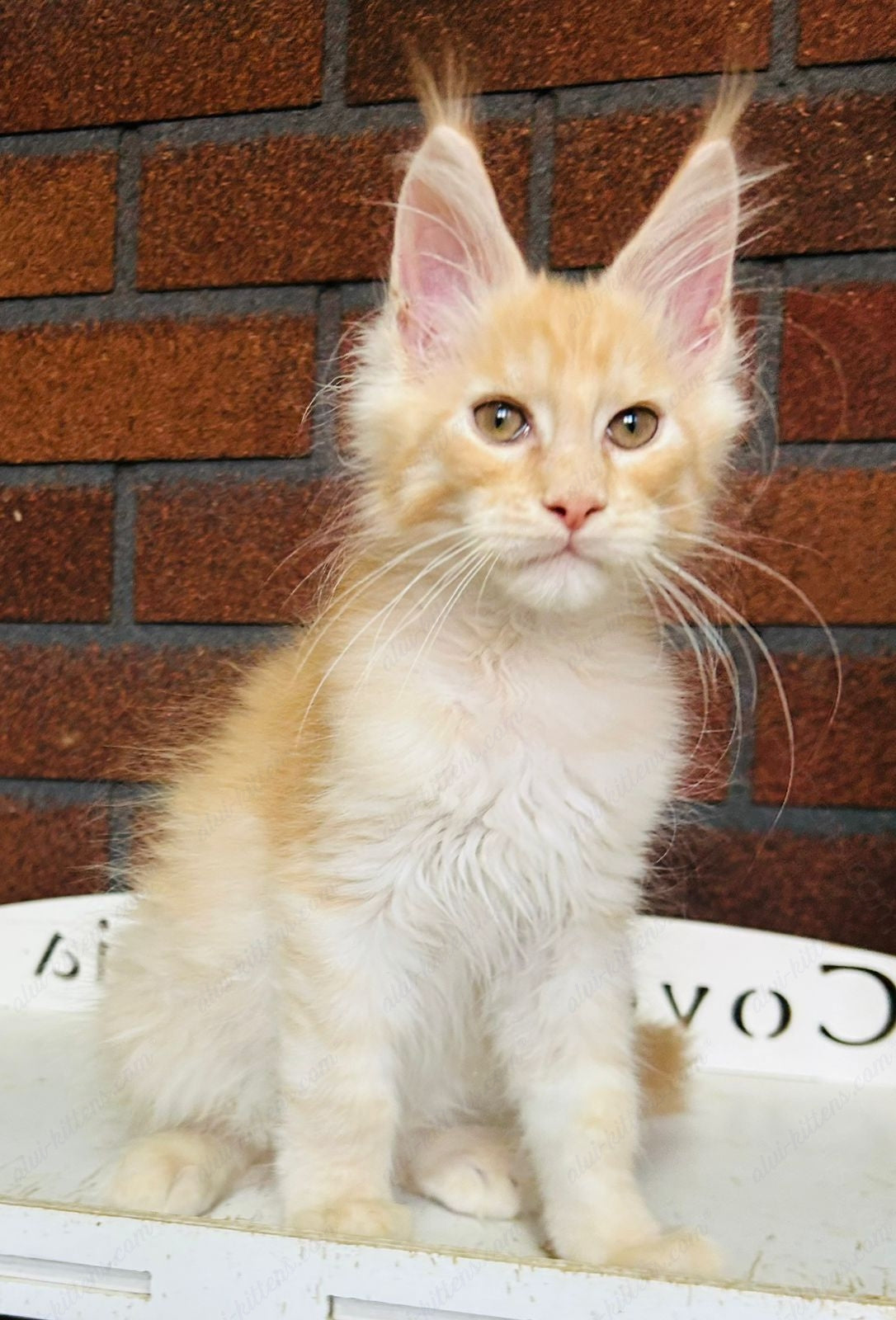 Maine Coon Kitten Name "Mcm-20"
