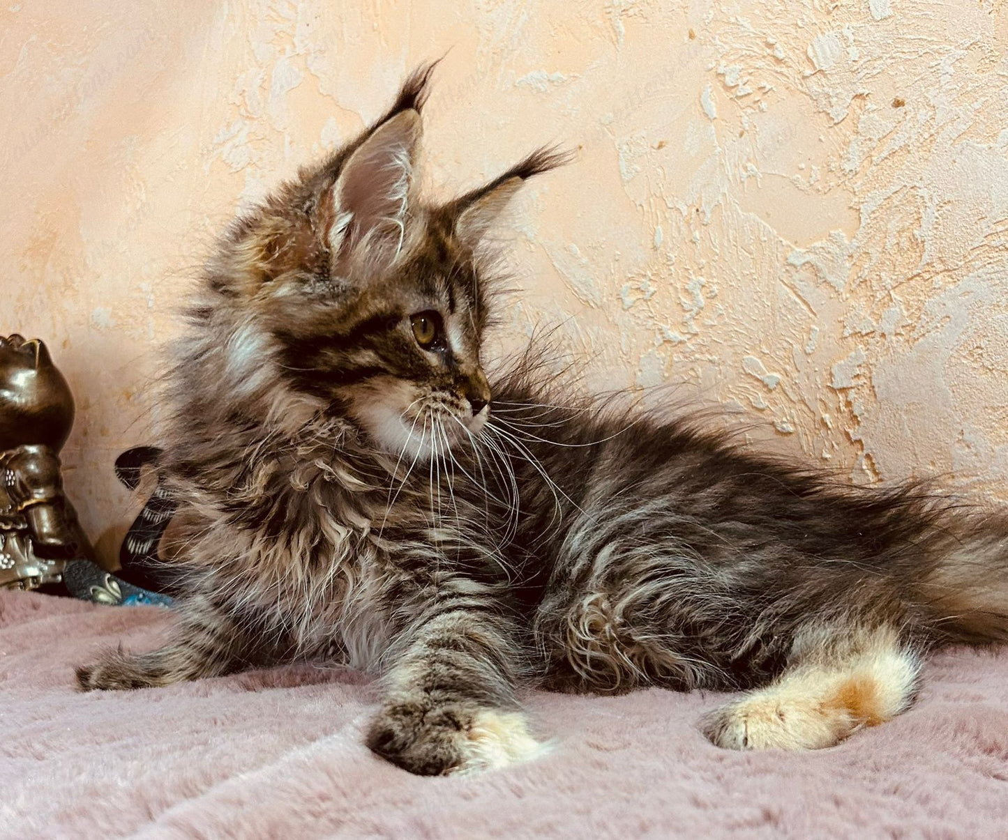 Maine Coon Kitten Name "Mcm-21"