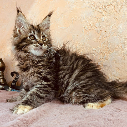 Maine Coon Kitten Name "Mcm-21"