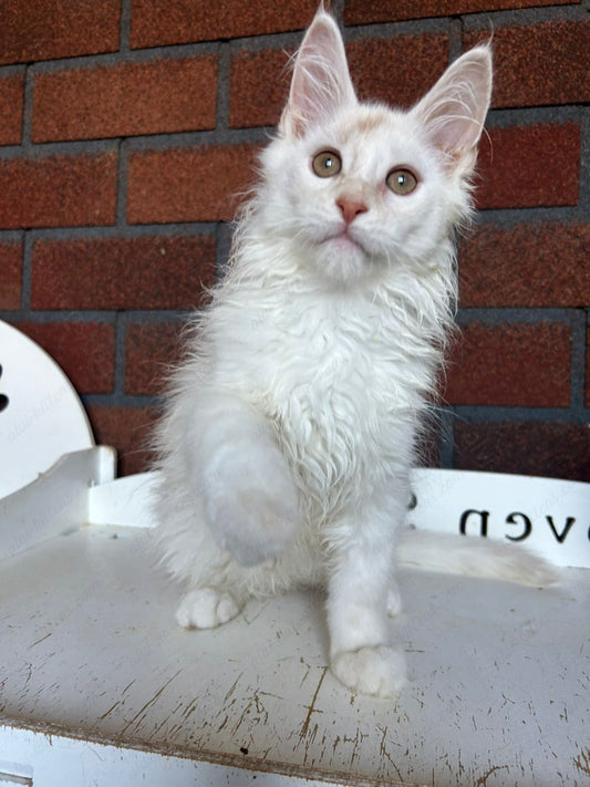 Maine Coon Kitten Name "Mcm-22"