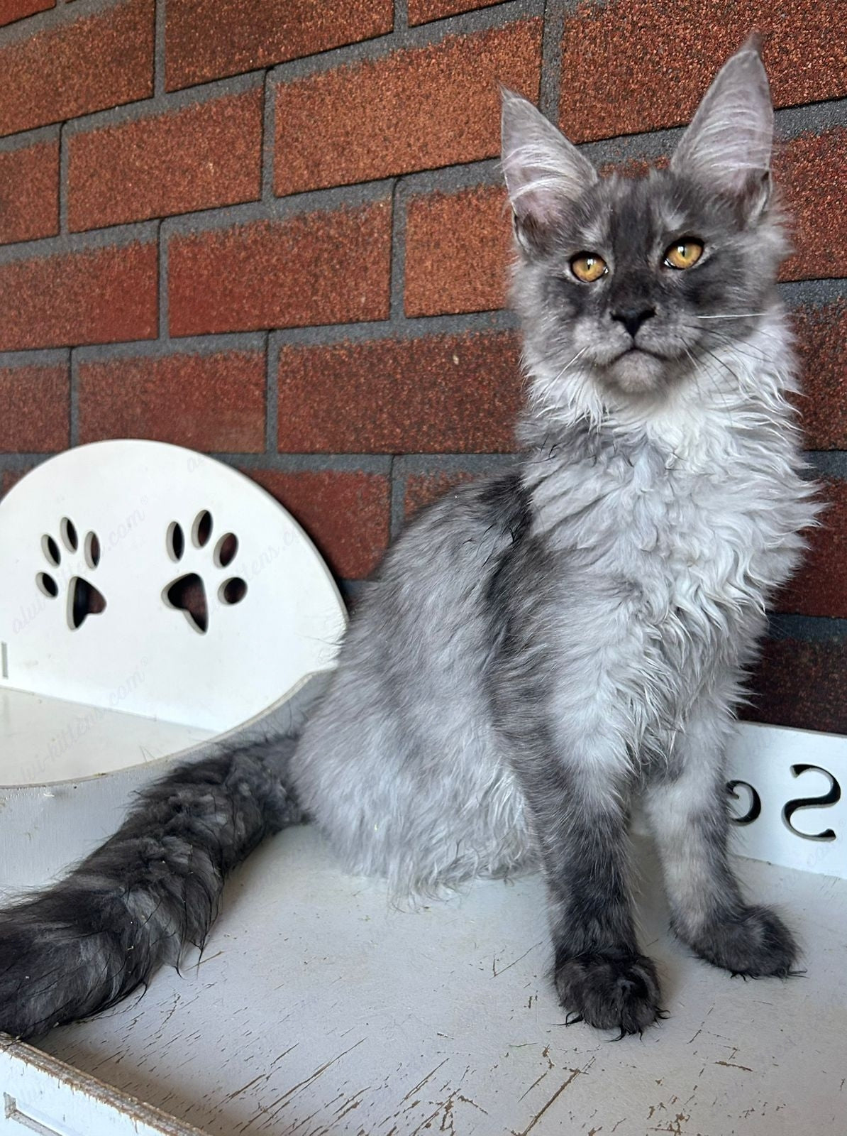 Maine Coon Kitten Name "Mcm-23"