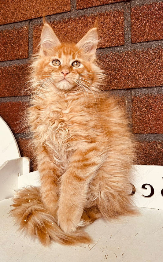 Maine Coon Kitten Name "Mcm-24"