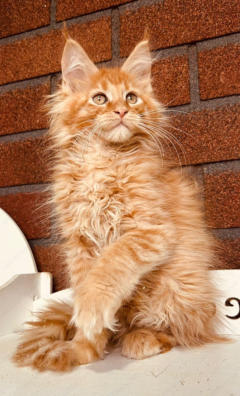 Maine Coon Kitten Name "Mcm-24"