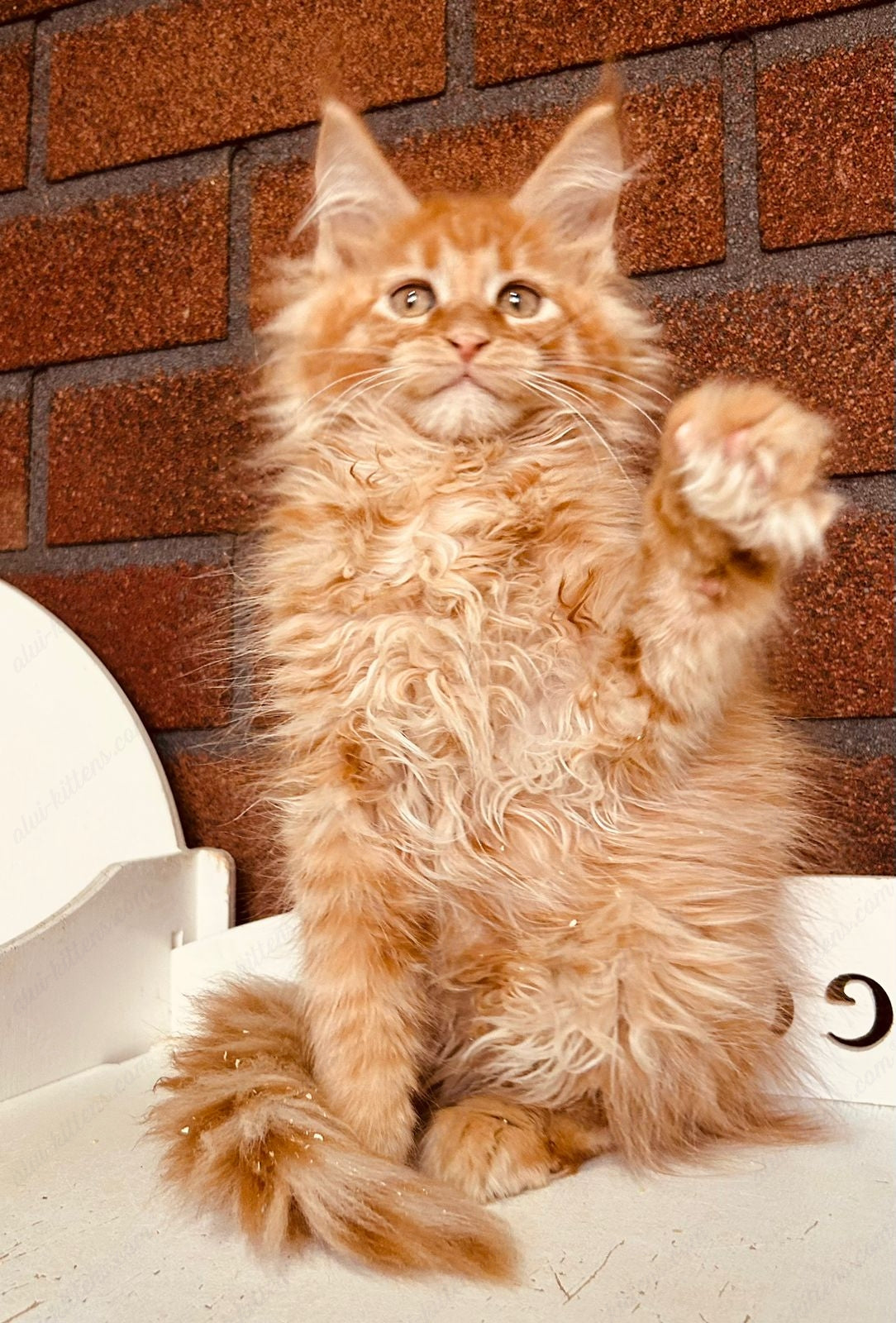Maine Coon Kitten Name "Mcm-24"